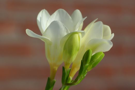 White fresia in front of a blurry brick wall.