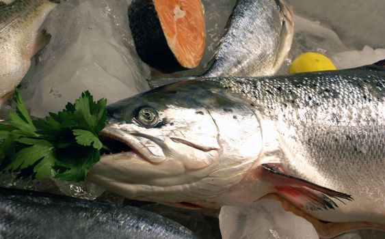 Salmon lying in a show-window.