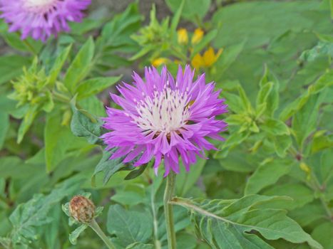 Close up of the purple cornflower.