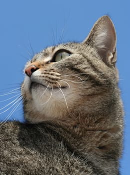 Gray tabby cat against blue sky, shot taken from low angle.;