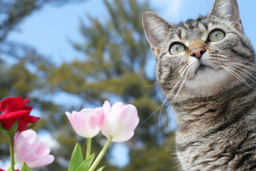 Kitty in the flower garden in spring