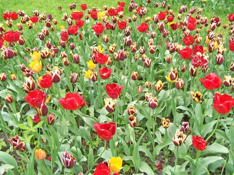Motley tulips on the field. Spring background.