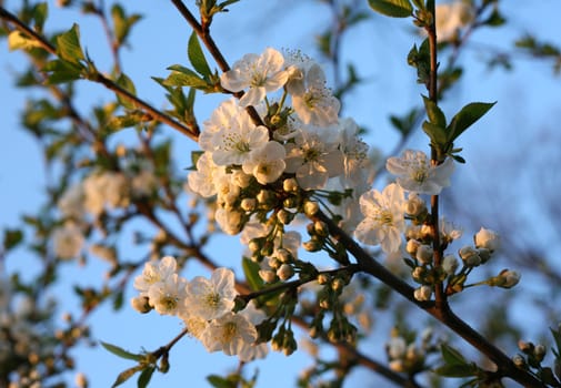 Flower of cherry against blue sky. Summery view.