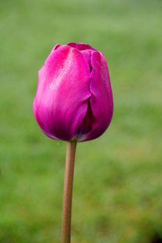 tulips flowers of the spring