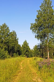 Country dirt road in summer forest