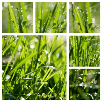 Closeup view of fresh green grass with drops in the morning.