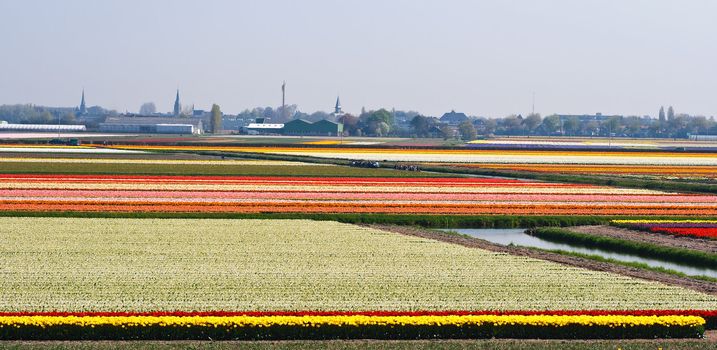 Boats sailing between blooming bulbfields near Keukenhof Lisse, the Netherlands in springtime