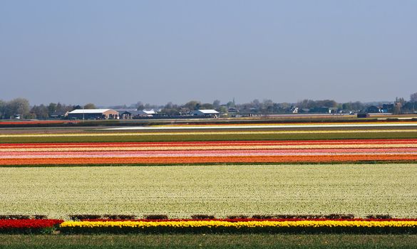 Overview over blooming bulbfields and farms near Keukenhof, Lisse, the Netherlands