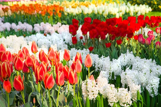 Colorful tulips and white hyacinths in spring