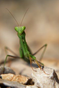 close-up of a praying mantis.