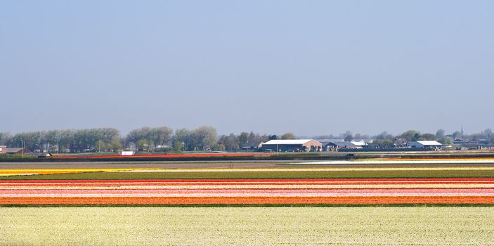 Blooming flowerfields in spring with flowerbulb farm, the Netherlands, Europe 