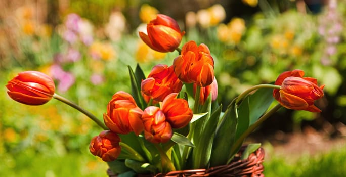 Orange tulips in basket with blooming spring garden in background