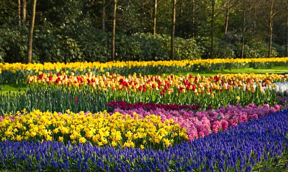 Early morning in spring garden with colorful flower-beds