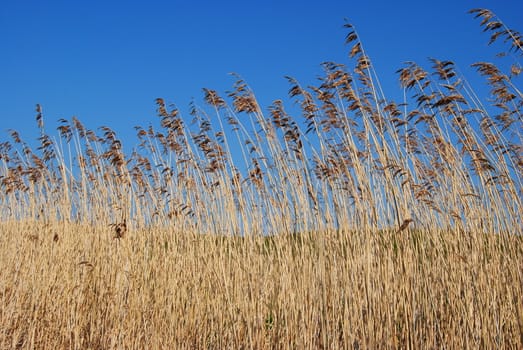 Yellow grass and blue sky