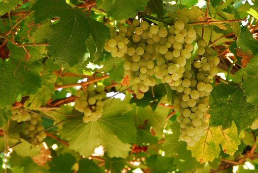 yellow ripe grapes clusters growing on vineyard