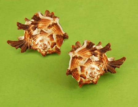large sea shells over green background