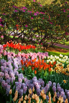 Park in spring with colorful blooming flowers