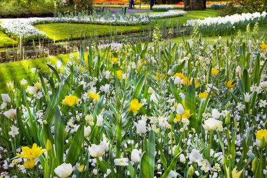 Sunbeams in white flower garden on early morning in spring