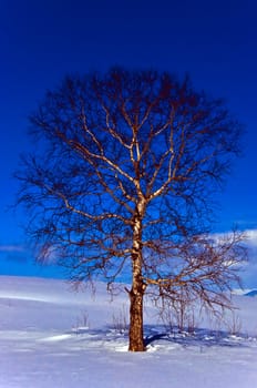 Oak tree in winter cold snow landscape