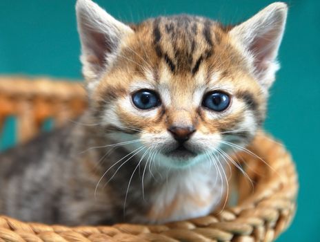 adorable baby cat in basket over green background