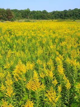 Field of blooming Goldenrod at Colored Sands Forest Preserve in northern Illinois.