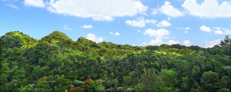 Beautiful landscape of Guajataca Forest Reserve in Puerto Rico.
