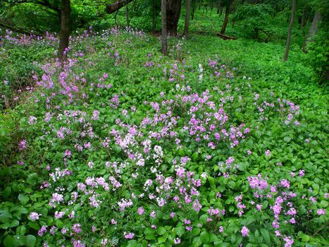 Dames Rocket covers the understory of a dense forest in northern Illinois.