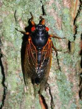 A 17-year Periodical Cicada (Magicicada septendecim) at Rock Cut State Park in northern Illinois.