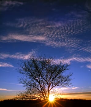 Beautiful Sunset against a tree in Illinois. 