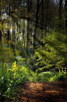 Forestpath in spring with yellow Erythronium, daffodils and sunbeams