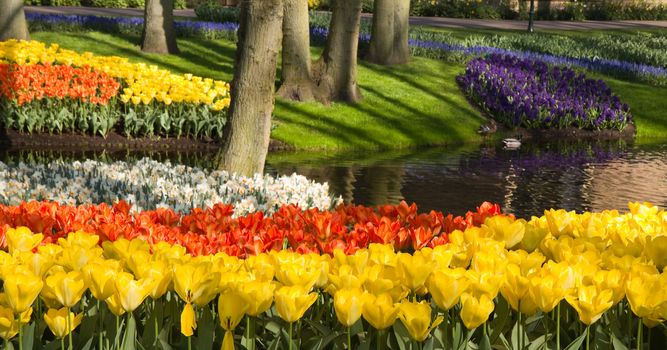 Pond in park in spring with colorful tulips, daffodils and hyacinths