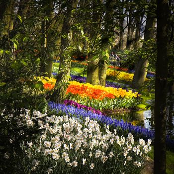 Park in spring with daffodils, tulips and common grape hyacinths - square image