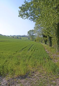 Landscape of a field of grass under big trees