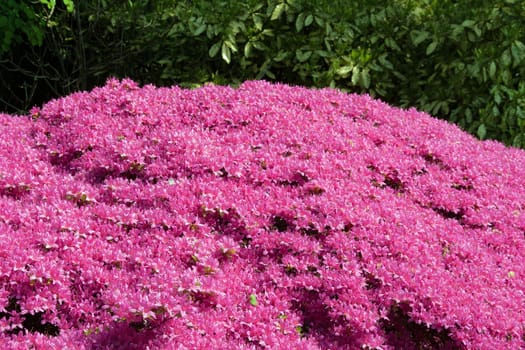 impressive azaleas in spring