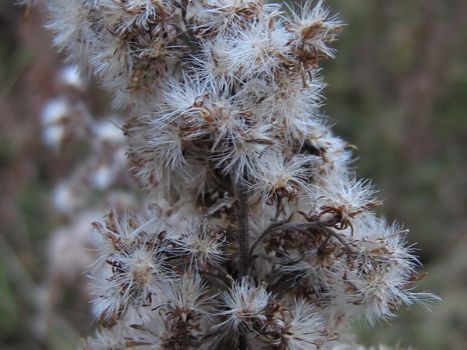 A photograph of goldenrod seeds in autumn.