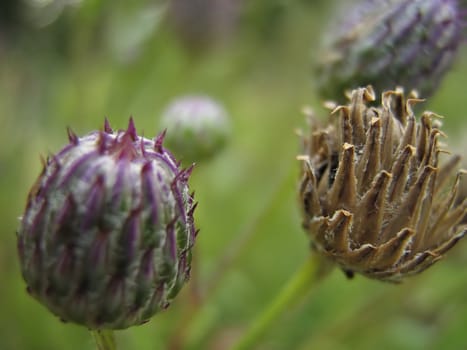 Red Clover is a perennial plant in the pea family, Fabaceae. 
Of European origin, it can be found throughout North America 
along roadsides and in fields.
