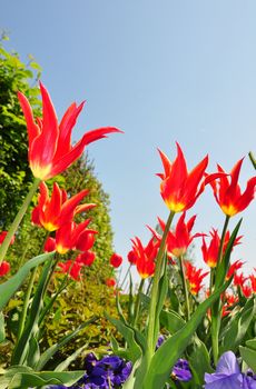 Flower bed