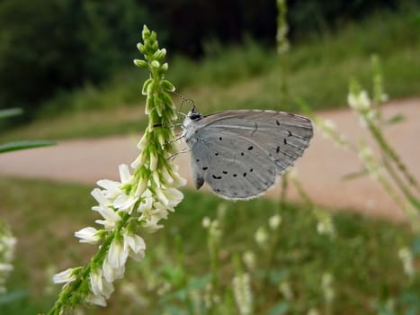 Small gray butterfly sits on the flower in field