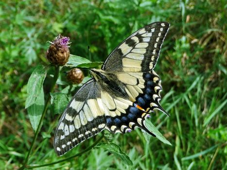 Large swallowtail butterfly sits in green field