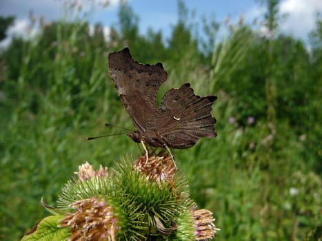 Uniqueness butterfly with sharp wings sits in field
