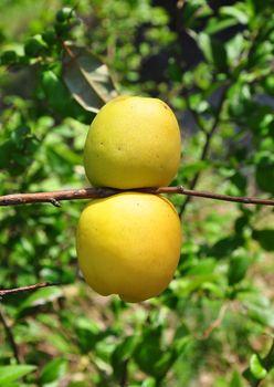 Chinese quince fruits (Chaenomeles speciosa)