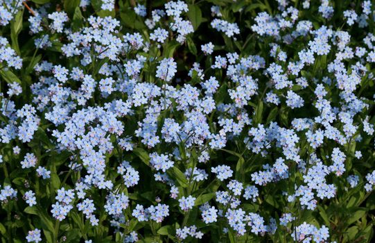 A bed of forget-me-nots.
