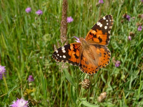 Orange motley butterfly on the summer meadow