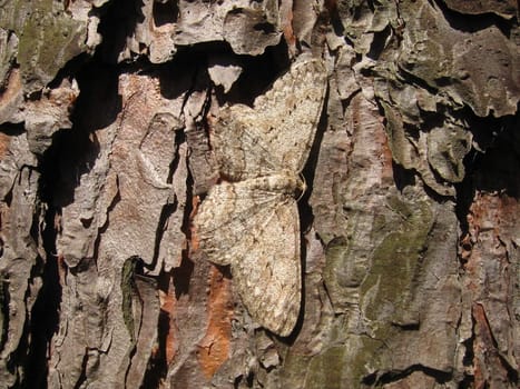Hidden butterfly on a background of tree trunk