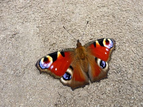 Very beautiful  peacock butterfly on the ground