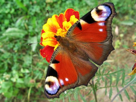 Peacock butterfly on the yellow flower in field