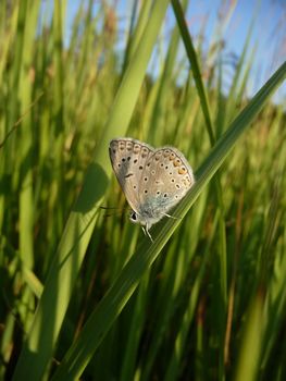 Small butterfly on grass in green field