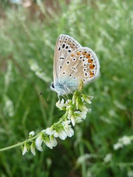 Small butterfly with spots on wings in field