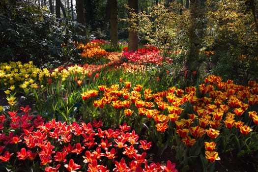 Spring garden with lots of colorful, beautiful tulips under the trees