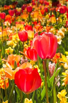 Mix of colorful tulips and daffodils in garden in spring